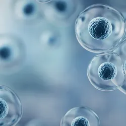 3D illustration of egg cells.