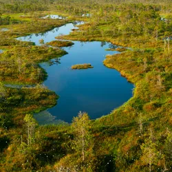 An aerial view of a peatland ecosystem, with green patches interspersed with pools of water.