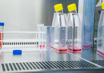 Cell culture flasks with red medium inside a biosafety cabinet