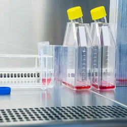 Cell culture flasks with red medium inside a biosafety cabinet