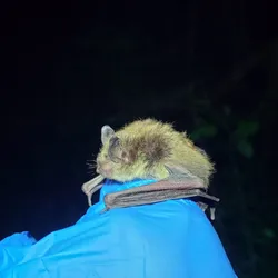 Photograph of a small brown bat perching on a blue-gloved hand against a black background. 
