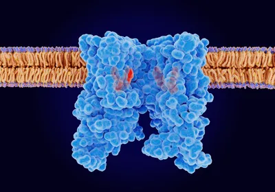 A 3D illustration of a blue, bumpy protein spanning a lipid bipolar membrane against a black background. There’s a red ligand bound inside of the protein. 