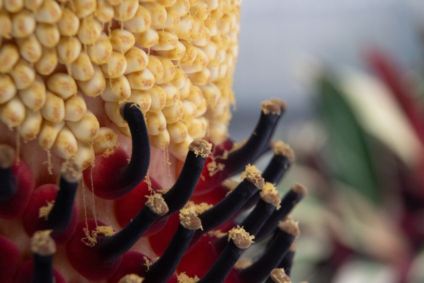 The Chemistry Behind the Corpse Flower’s Deathly Stench | The Scientist