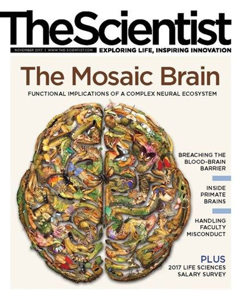 Issue November 2017 The Mosaic Brain The Scientist Magazine®