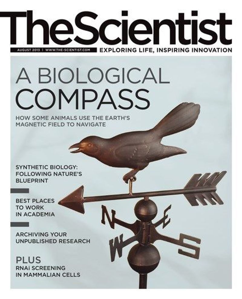 The Scientist Magazine Issue | August 2013 | A Biological Compass | The ...