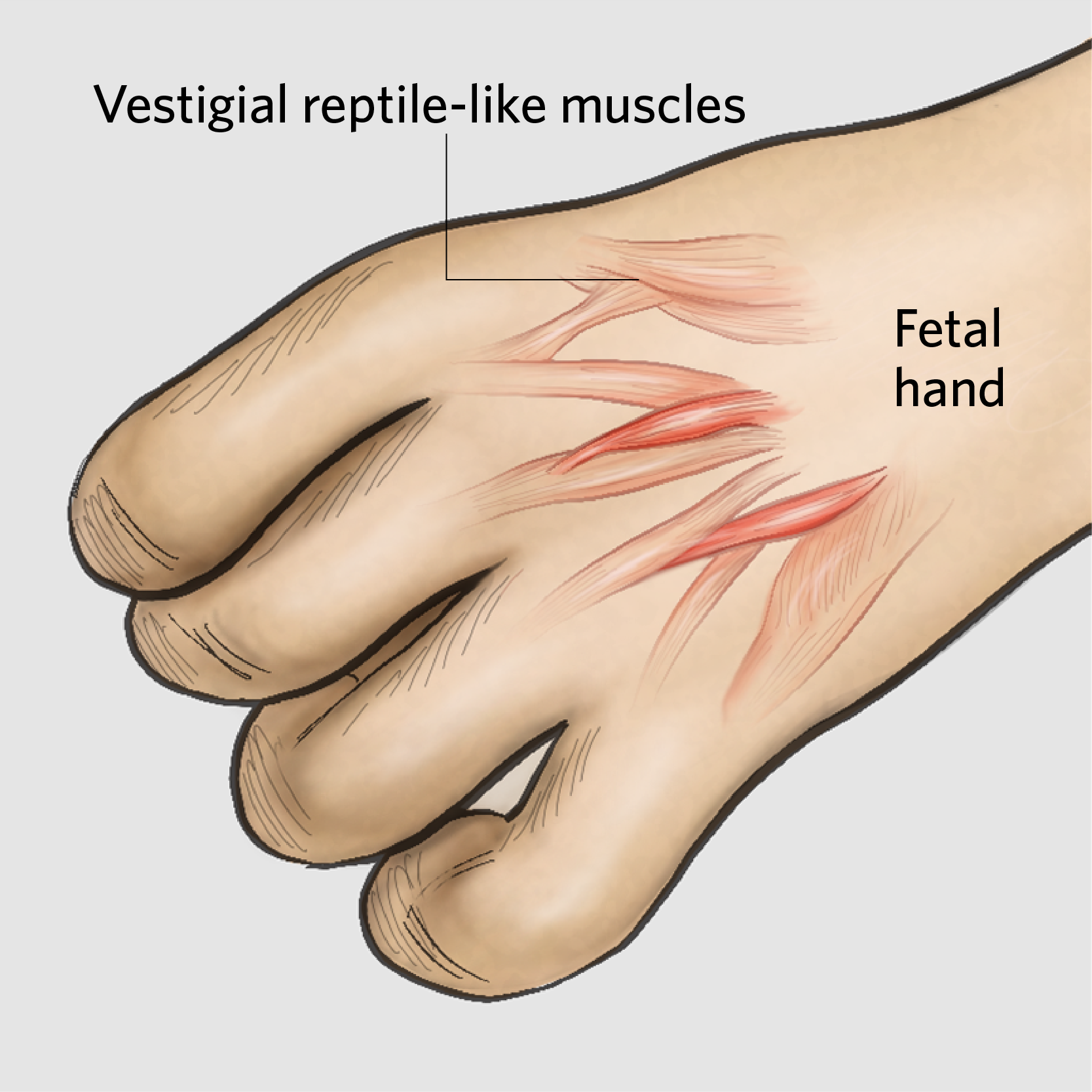 Reptile-like muscles in fetuses